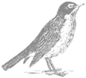 Oiseau